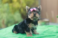 Pink Bow Girl, a female Yorkshire Terrier for sale in Stanton, CA – 9 of 10