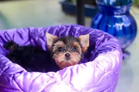 Pretty Girl, a female Yorkshire Terrier for sale in Stanton, CA – 8 of 10