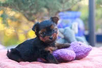 Precious Girl, a female Yorkshire Terrier for sale in Stanton, CA – 3 of 8