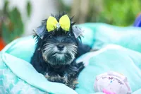 Yellow Bow Girl, a female Yorkshire Terrier for sale in Stanton, CA – 4 of 10