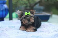 Green Bow Girl, a female Yorkshire Terrier for sale in Stanton, CA – 9 of 10