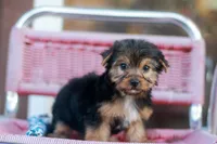 Enchanting Girl, a female Yorkshire Terrier for sale in Stanton, CA – 8 of 10