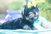Yellow Bow Girl, a female Yorkshire Terrier for sale in Stanton, CA – 7 of 10
