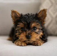 Happy Girl, a female Yorkshire Terrier for sale in Stanton, CA – 5 of 6