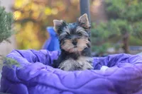 Gorgeous Girl, a female Yorkshire Terrier for sale in Stanton, CA – 1 of 10