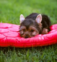 Enchanting Girl, a female Yorkshire Terrier for sale in Stanton, CA – 8 of 10