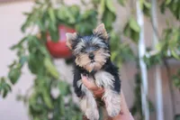 Gorgeous Girl, a female Yorkshire Terrier for sale in Stanton, CA – 3 of 10