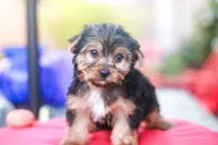 Enchanting Girl, a female Yorkshire Terrier for sale in Stanton, CA – 9 of 10