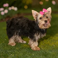 Pink Bow Girl, a female Yorkshire Terrier for sale in Stanton, CA – 4 of 4