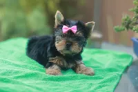 Pink Bow Girl, a female Yorkshire Terrier for sale in Stanton, CA – 7 of 10