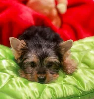 Charming Girl, a female Yorkshire Terrier for sale in Stanton, CA – 9 of 10