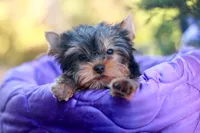 Adorable Girl, a female Yorkshire Terrier for sale in Stanton, CA – 5 of 10