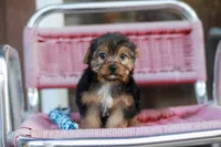 Enchanting Girl, a female Yorkshire Terrier for sale in Stanton, CA – 7 of 10