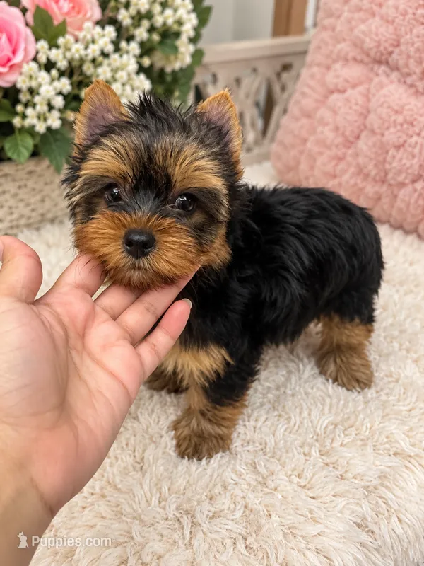 Delightful Girl – Yorkshire Terrier puppy for sale in Stanton, CA