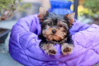 Adorable Girl, a female Yorkshire Terrier for sale in Stanton, CA – 6 of 10