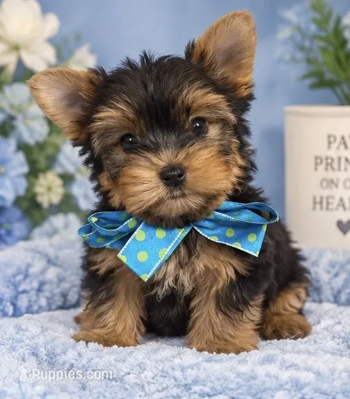 Cute Boy – Yorkshire Terrier puppy for sale in Stanton, CA