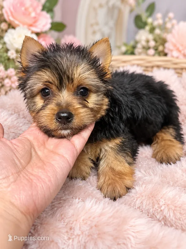 Enchanting Girl – Yorkshire Terrier puppy for sale in Stanton, CA