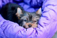 Adorable Girl, a female Yorkshire Terrier for sale in Stanton, CA – 4 of 10