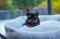 Charming Girl, a female Yorkshire Terrier for sale in Stanton, CA – Photo 6 of 9