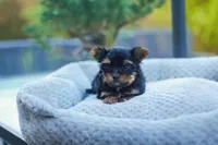 Charming Girl, a female Yorkshire Terrier for sale in Stanton, CA – Photo 5 of 9