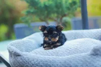 Charming Girl, a female Yorkshire Terrier for sale in Stanton, CA – Photo 7 of 9