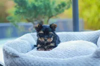 Charming Girl, a female Yorkshire Terrier for sale in Stanton, CA – Photo 4 of 9