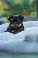 Charming Girl, a female Yorkshire Terrier for sale in Stanton, CA – Photo 8 of 9