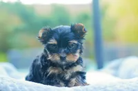Charming Girl, a female Yorkshire Terrier for sale in Stanton, CA – Photo 2 of 9
