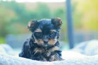 Charming Girl, a female Yorkshire Terrier for sale in Stanton, CA – Photo 1 of 9