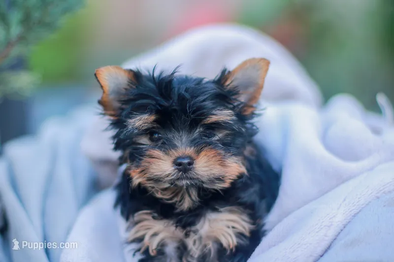 Charming Girl – Yorkshire Terrier puppy for sale in Stanton, CA