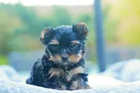 Charming Girl, a female Yorkshire Terrier for sale in Stanton, CA – Photo 3 of 9