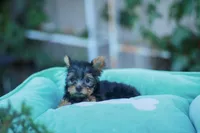 Lovely Girl, a female Yorkshire Terrier for sale in Stanton, CA – Photo 9 of 10