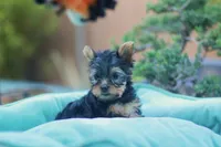 Lovely Girl, a female Yorkshire Terrier for sale in Stanton, CA – Photo 8 of 10