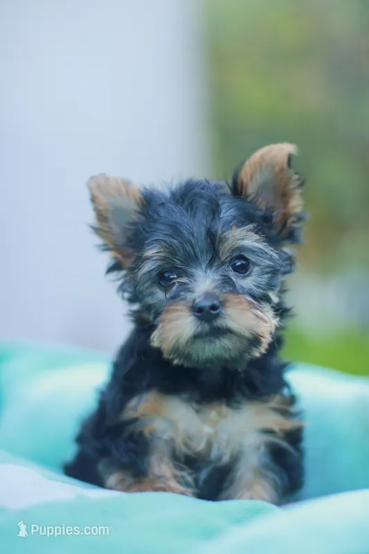 Lovely Girl – Yorkshire Terrier puppy for sale in Stanton, CA