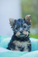 Lovely Girl, a female Yorkshire Terrier for sale in Stanton, CA – Photo 1 of 10
