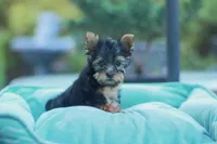 Lovely Girl, a female Yorkshire Terrier for sale in Stanton, CA – Photo 10 of 10