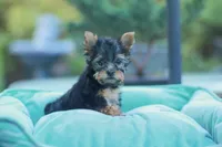 Lovely Girl, a female Yorkshire Terrier for sale in Stanton, CA – Photo 3 of 10