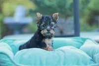 Lovely Girl, a female Yorkshire Terrier for sale in Stanton, CA – Photo 4 of 10