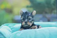 Lovely Girl, a female Yorkshire Terrier for sale in Stanton, CA – Photo 6 of 10