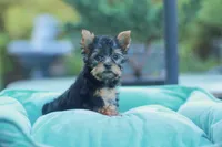 Lovely Girl, a female Yorkshire Terrier for sale in Stanton, CA – Photo 5 of 10