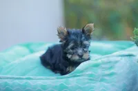 Lovely Girl, a female Yorkshire Terrier for sale in Stanton, CA – Photo 2 of 10