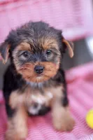 Delightful Girl, a female Yorkshire Terrier for sale in Stanton, CA – 10 of 10