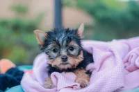 Lovely Girl, a female Yorkshire Terrier for sale in Stanton, CA – Photo 8 of 10
