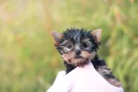 Lovely Girl, a female Yorkshire Terrier for sale in Stanton, CA – Photo 4 of 10