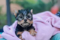 Lovely Girl, a female Yorkshire Terrier for sale in Stanton, CA – Photo 9 of 10