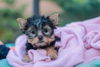 Lovely Girl, a female Yorkshire Terrier for sale in Stanton, CA – Photo 1 of 10