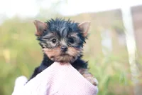 Lovely Girl, a female Yorkshire Terrier for sale in Stanton, CA – Photo 2 of 10