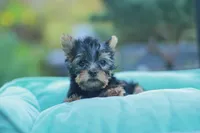 Lovely Girl, a female Yorkshire Terrier for sale in Stanton, CA – Photo 4 of 10