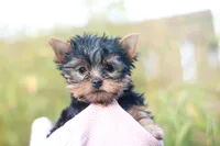 Lovely Girl, a female Yorkshire Terrier for sale in Stanton, CA – Photo 3 of 10