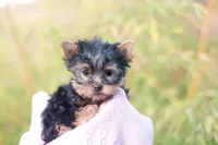 Lovely Girl, a female Yorkshire Terrier for sale in Stanton, CA – Photo 5 of 10